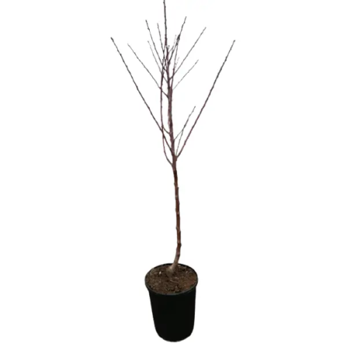 Миндаль Десертный ø18 h120 - 140 см